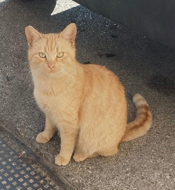 Brando Cerca Casa, Ma Non In Affitto!